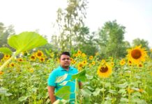 সানফ্লাওয়ার বা সূর্যমুখী। জনপ্রিয় হচ্ছে এখন বাংলাদেশে।