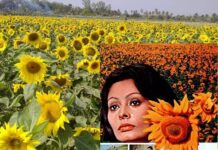 সানফ্লাওয়ার শুধু একটি ফুল নয়, বিচ্ছেদের এক অনবদ্য প্রেমকাহিনী।