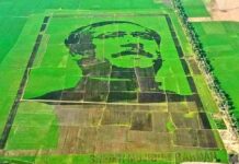 চীনের রেকর্ড ভাঙলো বাংলাদেশ। গিনেজ ওয়ার্ল্ড রেকর্ডে শস্যচিত্রে বঙ্গবন্ধু।