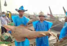 গিটারের মত দেখতে, তাই নাম গিটার ফিশ। সবার মাঝে কৌতুহল।