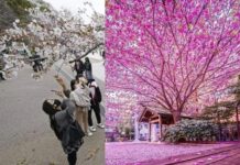 জাপানে চেরী ফুলের সৌন্দর্য ম্লান করতে পারে নি করোনা।