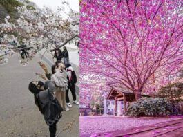 জাপানে চেরী ফুলের সৌন্দর্য ম্লান করতে পারে নি করোনা।
