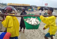ঝাঁকে ঝাঁকে ইলিশ। রাসমনি ঘাটকে ঘিরে হাজার মানুষের কর্মসংস্থান