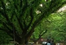 সবুজ গাছপালা কেটে হাসপাতাল নয়। সুশীল সমাজ ও ক্যাবের বিবৃতি